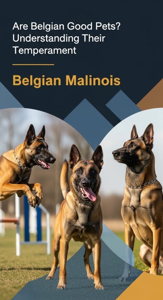 Are Belgian Malinois Good Pets