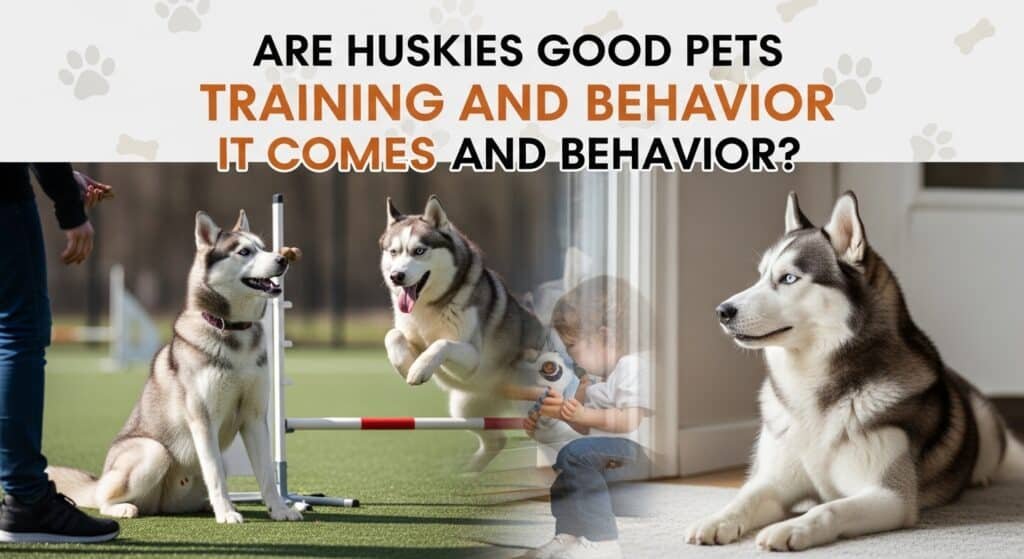 Are Huskies Good Pets